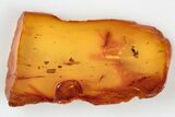 Detailed Fossil Ant (Formicidae) & Fly (Chironomidae) in Baltic Amber #197766-2